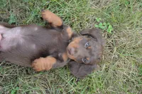 Dexter, a male Miniature Dachshund for sale in Bernville, PA – 3 of 9