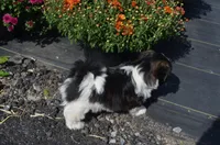 Ty, a male Shih Tzu for sale in Bernville, PA – 4 of 10