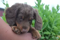 Dexter, a male Dachshund for sale in Bernville, PA – 7 of 9