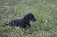 Buster, a male Miniature Dachshund for sale in Bernville, PA – 5 of 10