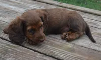 Lily, a female Miniature Dachshund for sale in Bernville, PA – 5 of 10