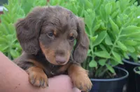 Dexter, a male Dachshund for sale in Bernville, PA – 6 of 9