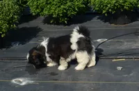 Ty, a male Shih Tzu for sale in Bernville, PA – 8 of 10