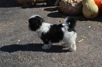 Mylie, a female Shih Tzu for sale in Bernville, PA – 4 of 9