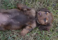 Lily, a female Miniature Dachshund for sale in Bernville, PA – 7 of 10