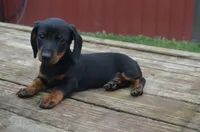 Buster, a male Dachshund for sale in Bernville, PA – 3 of 10