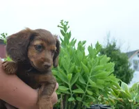 Lily, a female Miniature Dachshund for sale in Bernville, PA – 6 of 10