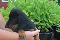 Buster, a male Dachshund for sale in Bernville, PA – 10 of 10