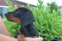 Buster, a male Dachshund for sale in Bernville, PA – 7 of 10