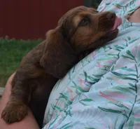 Lily, a female Miniature Dachshund for sale in Bernville, PA – 4 of 10