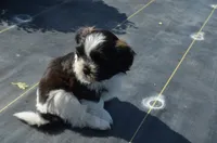 Ty, a male Shih Tzu for sale in Bernville, PA – 7 of 10