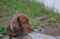 Buster, a male Miniature Dachshund for sale in Bernville, PA – 10 of 10