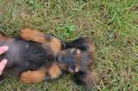 Buddy, a male Miniature Dachshund for sale in Bernville, PA – 7 of 10