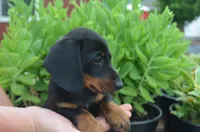 Buster, a male Dachshund for sale in Bernville, PA – 1 of 10