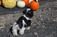 Mylie, a female Shih Tzu for sale in Bernville, PA – 7 of 9