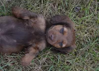 Lily, a female Miniature Dachshund for sale in Bernville, PA – 9 of 10