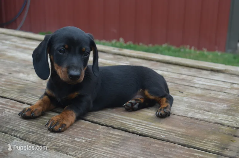 Buster – Miniature Dachshund puppy for sale in Bernville, PA