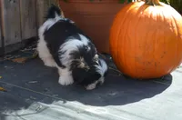Ty, a male Shih Tzu for sale in Bernville, PA – 2 of 10