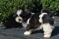 Ty, a male Shih Tzu for sale in Bernville, PA – 6 of 10