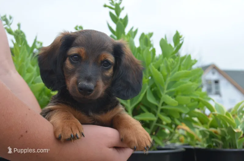 Buddy – Miniature Dachshund puppy for sale in Bernville, PA