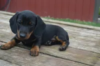 Buster, a male Miniature Dachshund for sale in Bernville, PA – 6 of 10