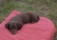 Dexter, a male Dachshund for sale in Bernville, PA – 5 of 9