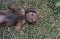 Lily, a female Dachshund for sale in Bernville, PA – 9 of 10