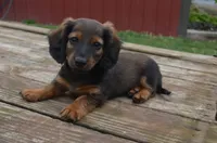 Buddy, a male Miniature Dachshund for sale in Bernville, PA – 2 of 10