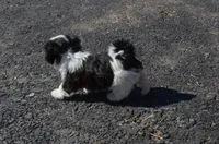 Mylie, a female Shih Tzu for sale in Bernville, PA – 6 of 9