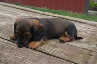 Buddy, a male Dachshund for sale in Bernville, PA – 8 of 9