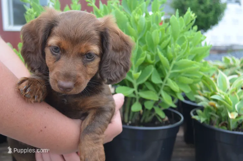 Lily – Dachshund puppy for sale in Bernville, PA