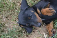 Buster, a male Miniature Dachshund for sale in Bernville, PA – 2 of 10