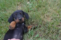Buster, a male Dachshund for sale in Bernville, PA – 4 of 10
