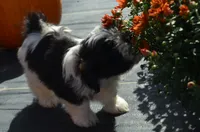 Ty, a male Shih Tzu for sale in Bernville, PA – 9 of 10