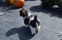 Ty, a male Shih Tzu for sale in Bernville, PA – 3 of 10