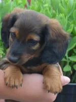 Buddy, a male Dachshund for sale in Bernville, PA – 2 of 9