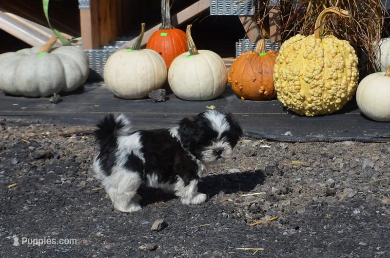 Mylie – Shih Tzu puppy for sale in Bernville, PA