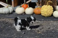 Mylie, a female Shih Tzu for sale in Bernville, PA – 2 of 9