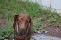 Buddy, a male Miniature Dachshund for sale in Bernville, PA – 10 of 10