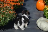 Ty, a male Shih Tzu for sale in Bernville, PA – 5 of 10