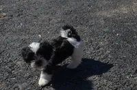 Mylie, a female Shih Tzu for sale in Bernville, PA – 9 of 9