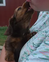 Lily, a female Dachshund for sale in Bernville, PA – 6 of 10