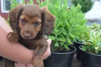Lily, a female Miniature Dachshund for sale in Bernville, PA – 10 of 10