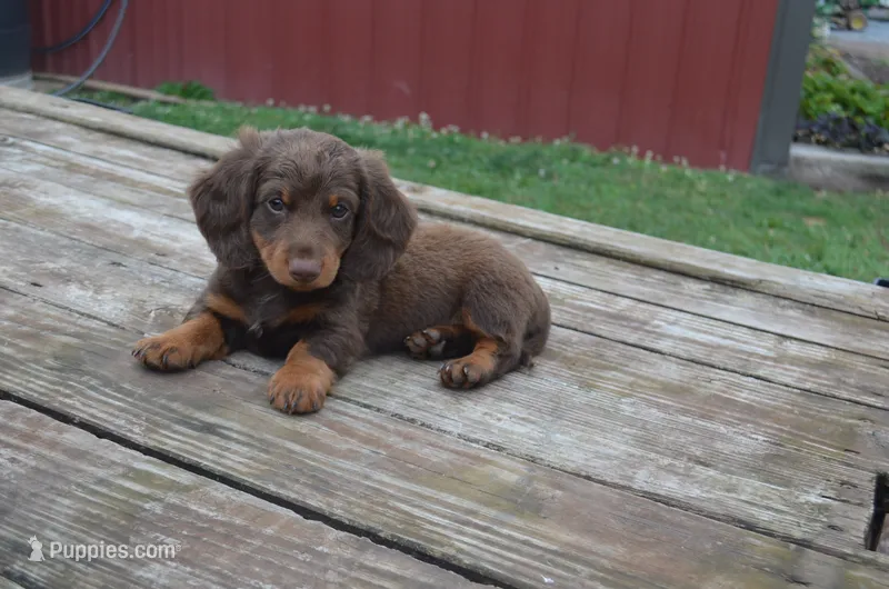 Dexter – Dachshund puppy for sale in Bernville, PA