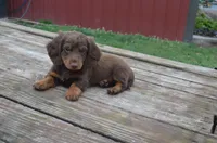 Dexter, a male Dachshund for sale in Bernville, PA – 1 of 9