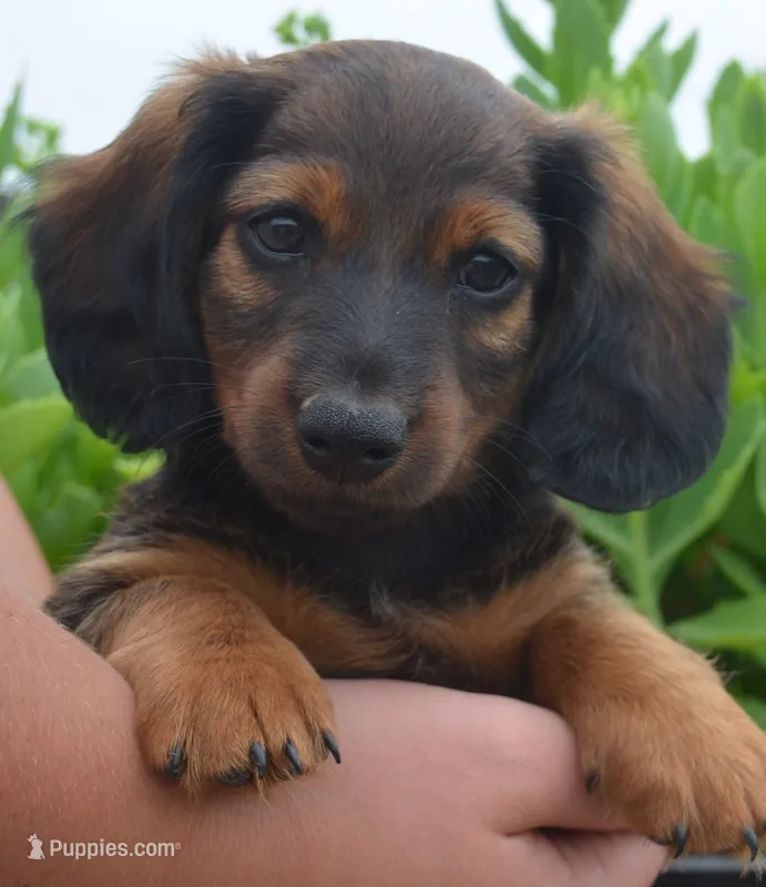 Buddy – Dachshund puppy for sale in Bernville, PA