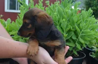 Buddy, a male Miniature Dachshund for sale in Bernville, PA – 9 of 10