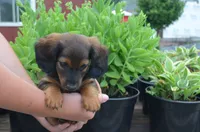 Buddy, a male Miniature Dachshund for sale in Bernville, PA – 3 of 10
