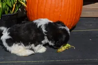 Mylie, a female Shih Tzu for sale in Bernville, PA – 8 of 9