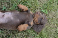 Dexter, a male Dachshund for sale in Bernville, PA – 9 of 9